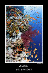 Anthias in numbers - Tokina 10-17mm
Egypt by Stew Smith 